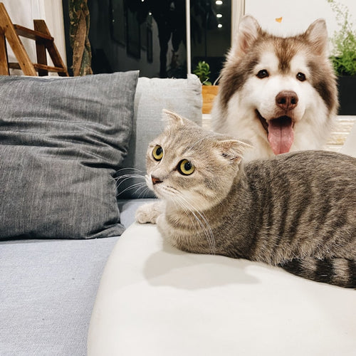 Chat et chien complices sur un canapé, contexte poils d'animaux
