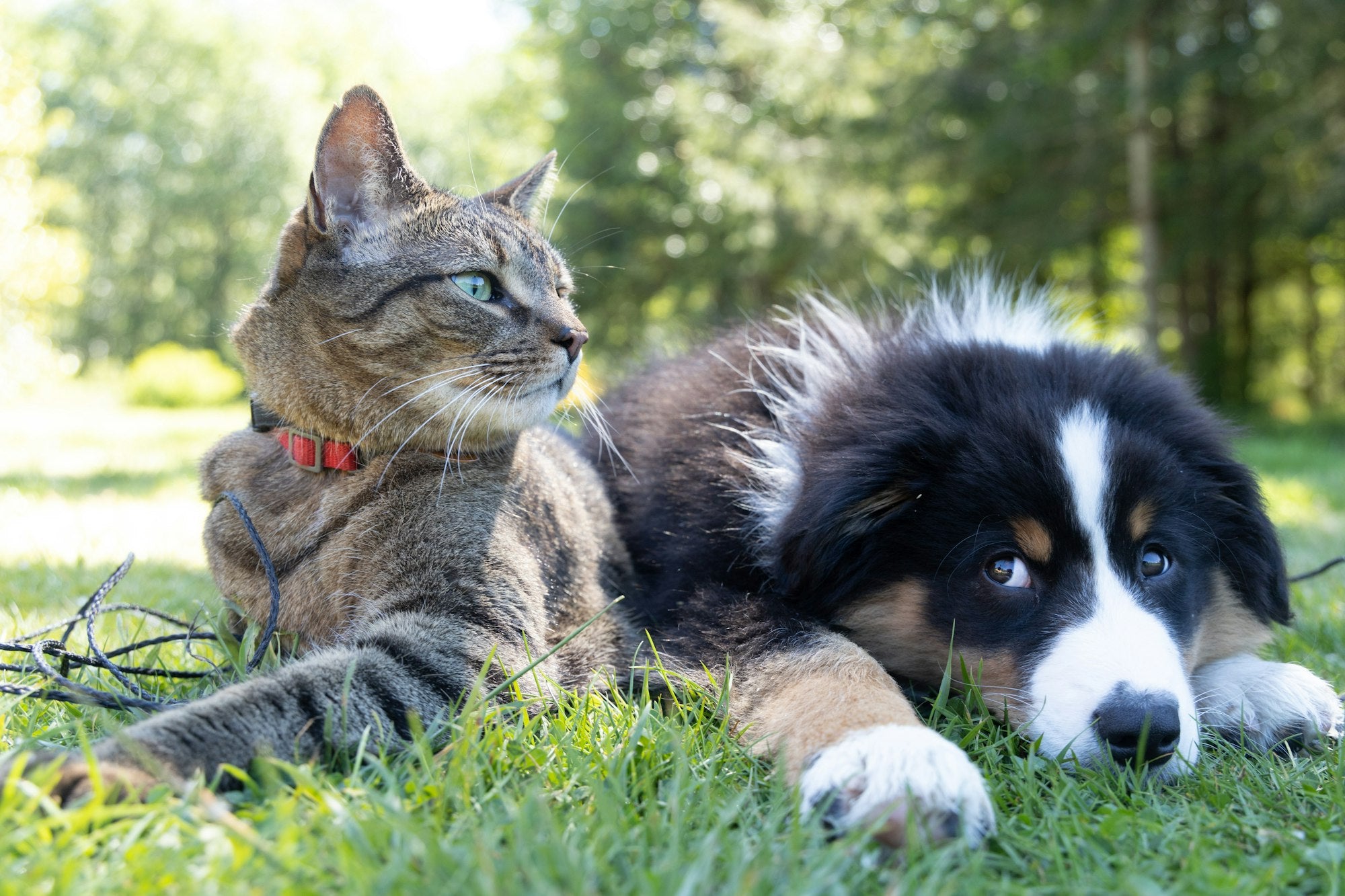 Chat et chien ensemble