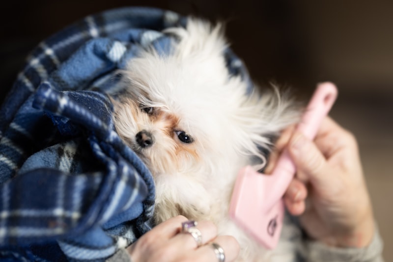 Toilettage d'un animal de compagnie