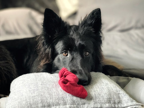 Chien allongé sur un canapé avec un plaid