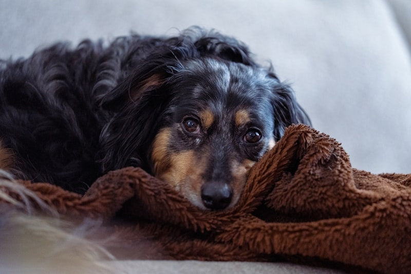 Chien couvert d'un plaid sur un canapé